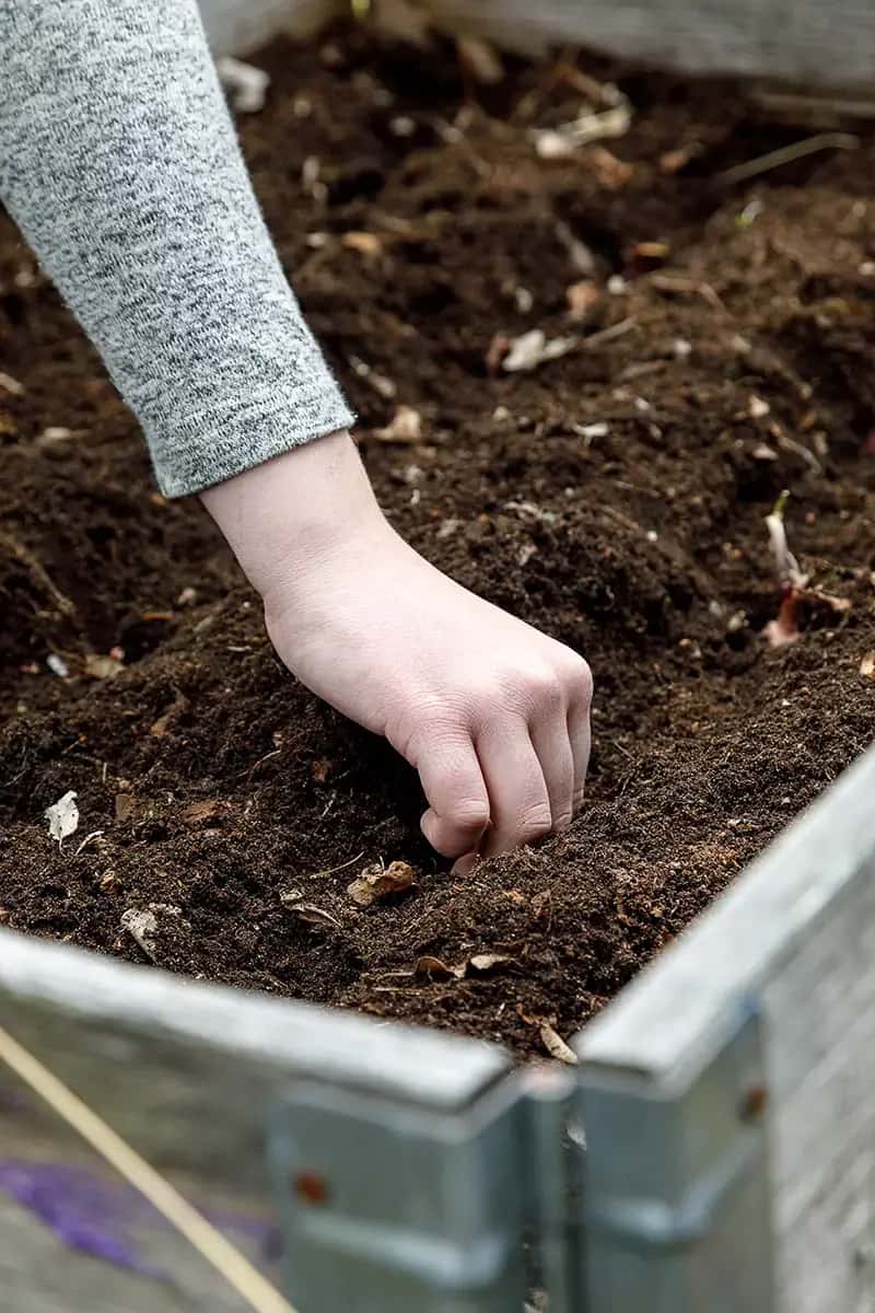 hand som planterar i jord hand som planterar i jord