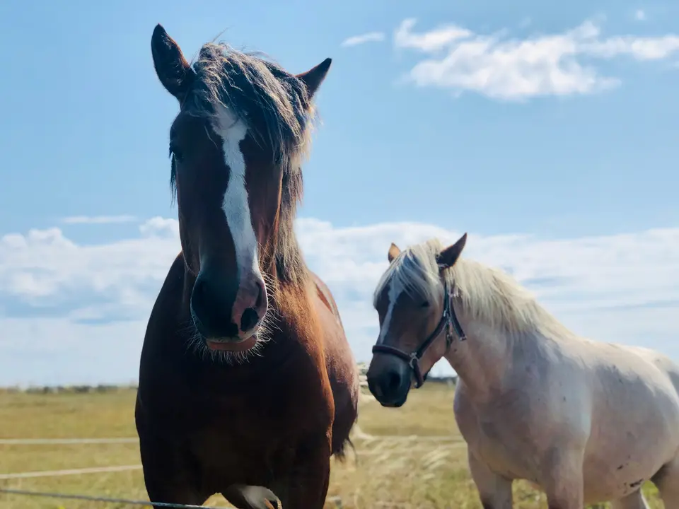 två hästar i en hage två hästar i en hage