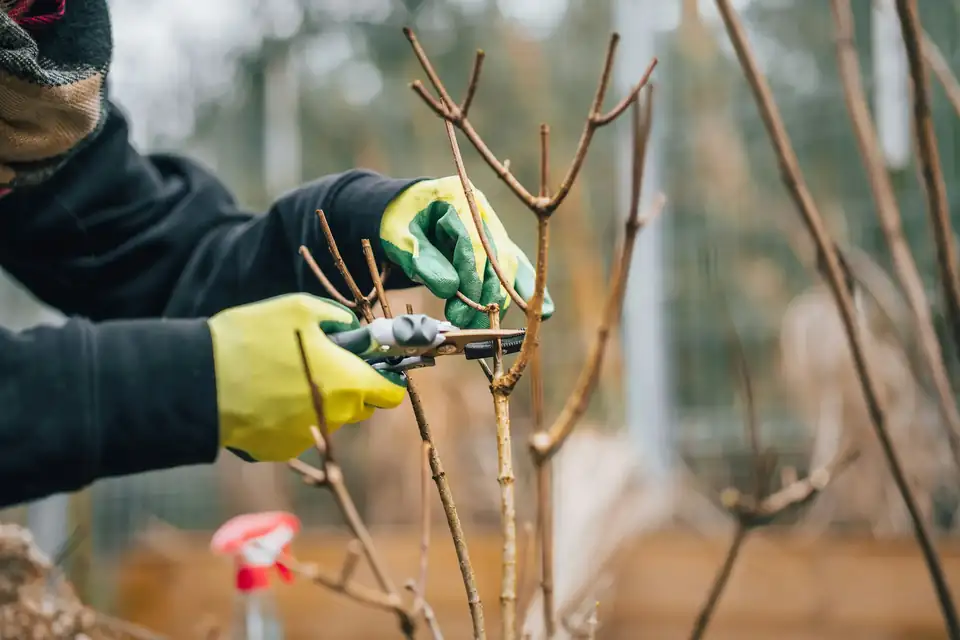 klipper av kvist i naturen klipper av kvist i naturen