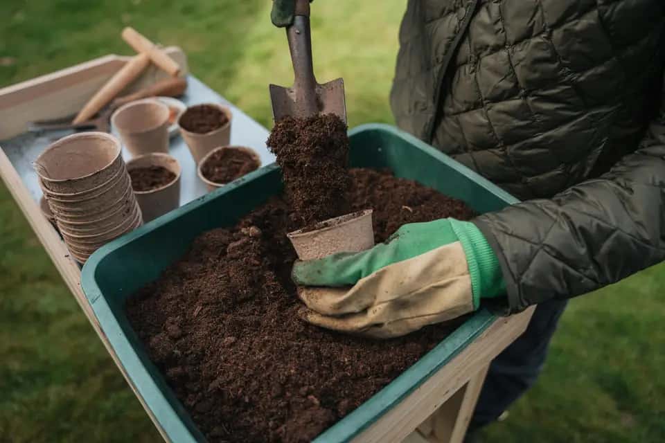 plantering av frön plantering av frön
