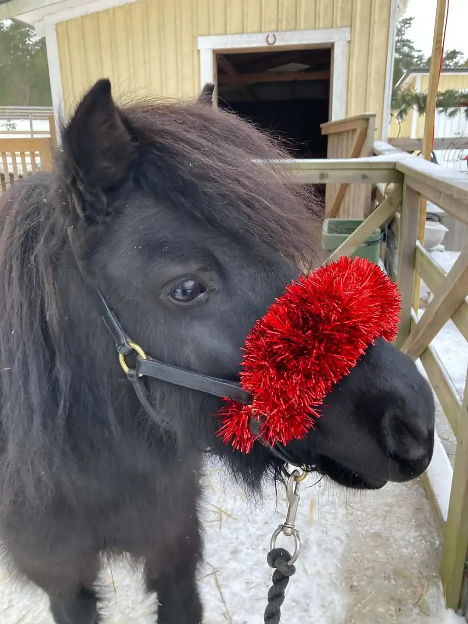 brun ponyhäst brun ponyhäst