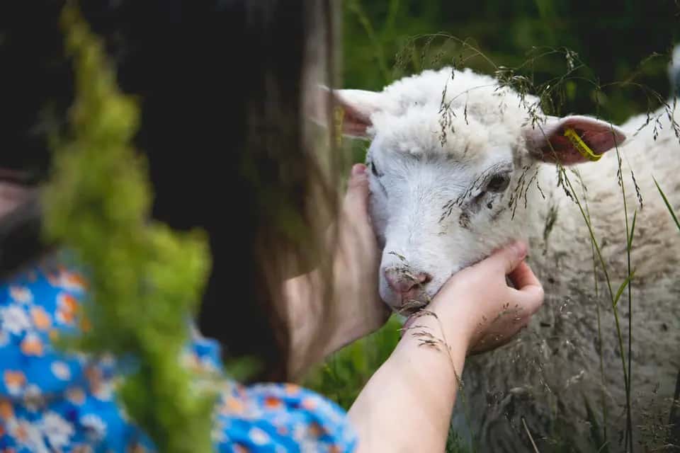 elev klappar ett lam elev klappar ett lam
