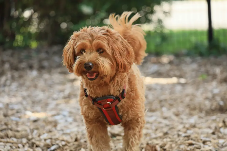 liten hund som viftar på svansen liten hund som viftar på svansen
