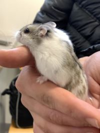 Sushi : Hamster